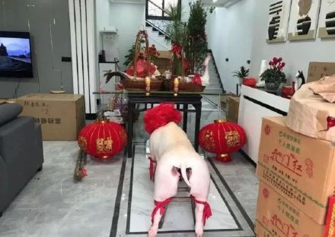 猪赛跑_猪赛跑比赛视频_猪赛跑的故事