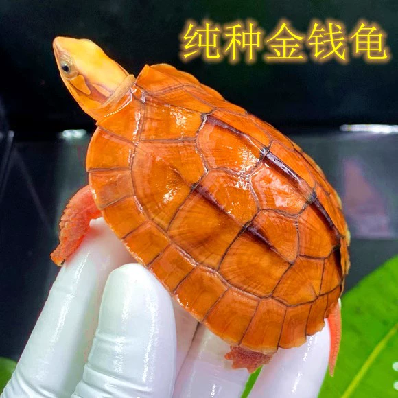 前叉哪边是龟_前叉龟兔调节_前叉龟兔调节