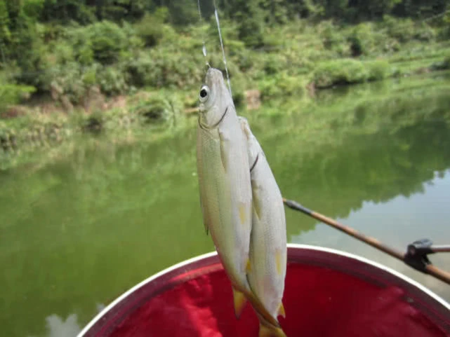 路亚钓翅嘴用什么饵_野钓翅嘴怎么找位置_路亚翅嘴视频野钓实战