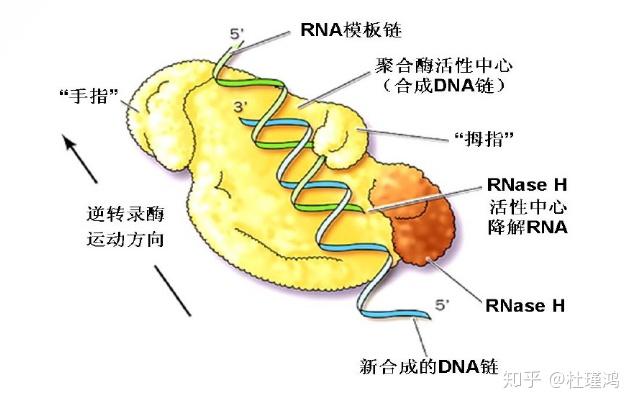 转录dna聚合酶的作用_转录dna解旋用什么酶_dna转录