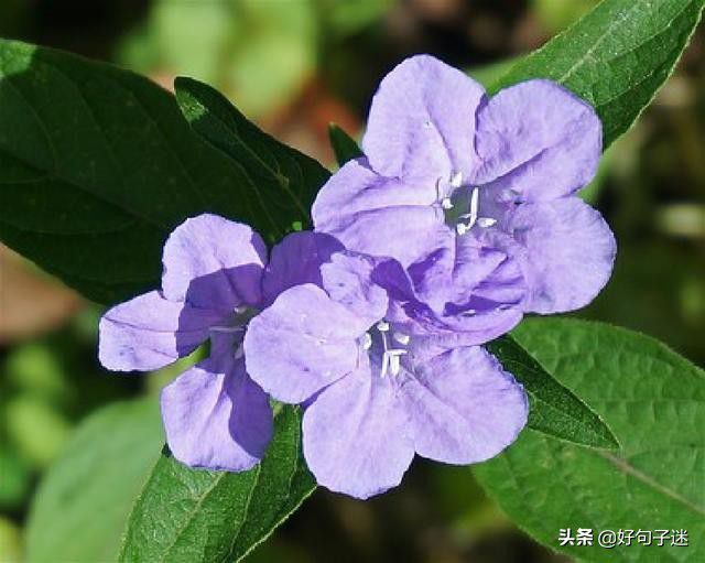兔子蹲卧着不吃不喝-为什么这只兔子不吃不喝？引发人们猜想的真相揭秘