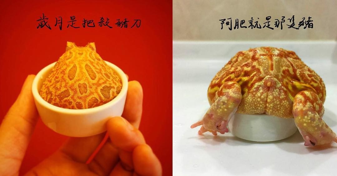 青蛙逃生记-小青蛙咪咪：逃生之路上的勇敢奇遇