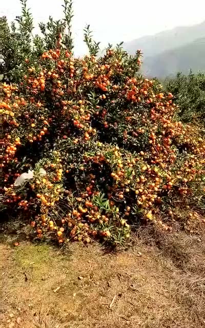 种橘子赚钱吗_橘子赚米_橘子兼职一天可以赚多少钱