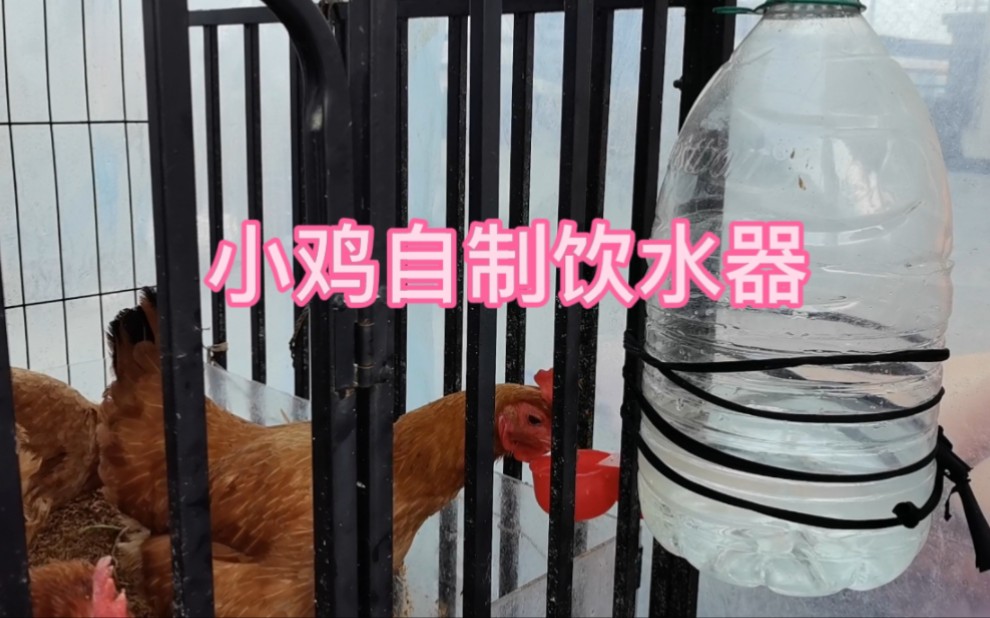 怎么用矿泉水瓶做小鸡饮水器_可乐瓶自制小鸡喝水器_饮料瓶自制小鸡喂水
