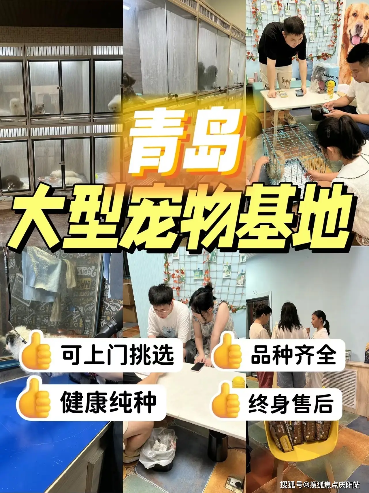 qq炫舞宠物旅游在哪里_炫舞宠物爬塔在哪里_qq炫舞爬塔用什么宠物