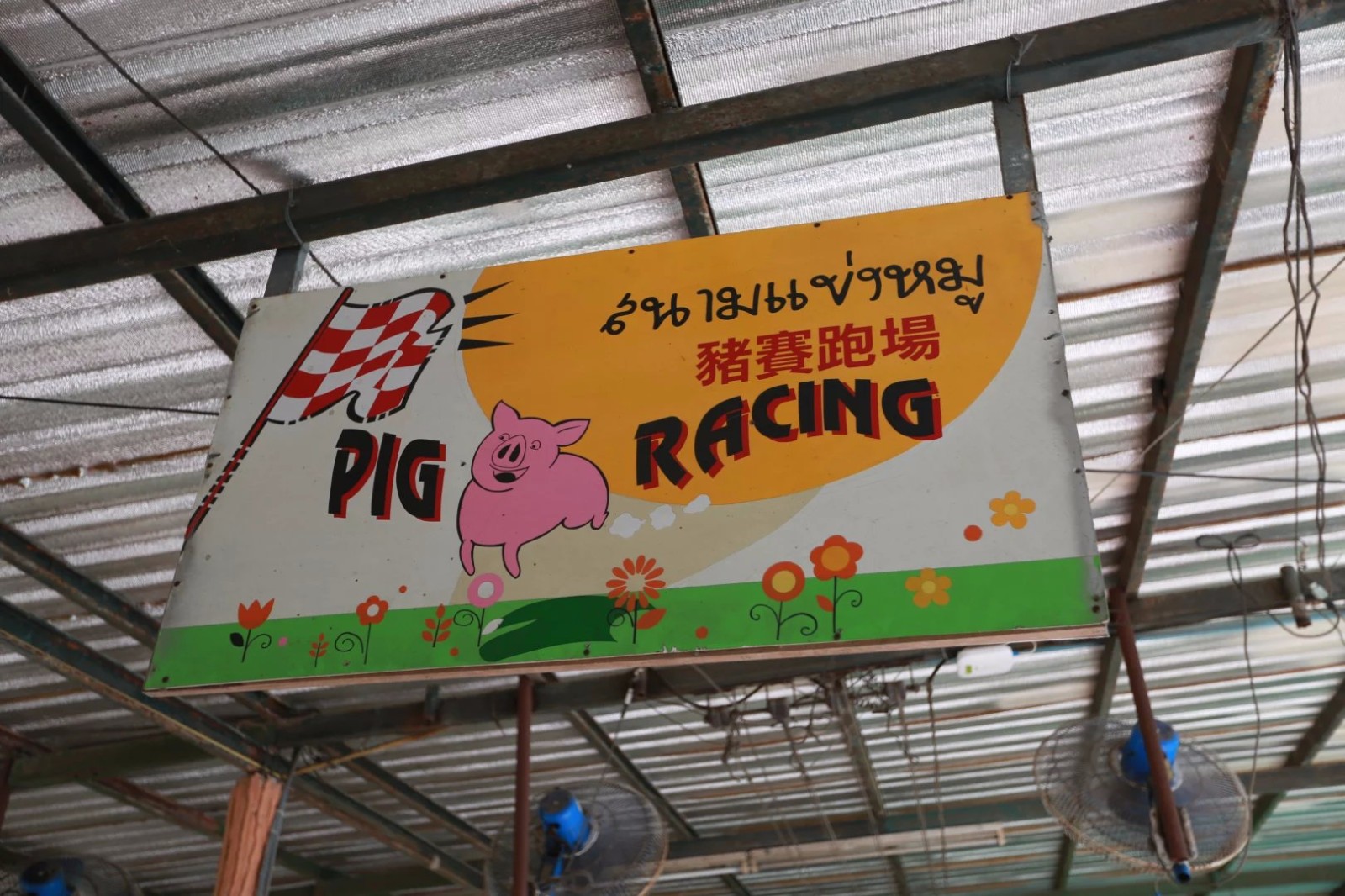 小猪赛跑比赛：欢乐与感动并存的精彩瞬间