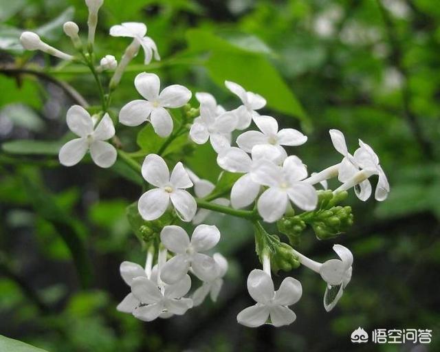 撕衣服明星破解版下载_撕衣服明星破解版下载_撕衣服明星破解版下载