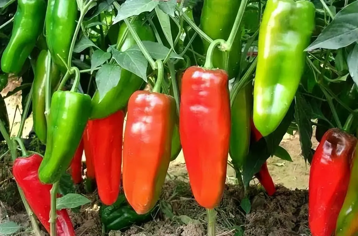 黄瓜胃吃溃疡可以吃吗_胃溃疡可以吃黄瓜吗_胃溃疡能吃拌黄瓜吗