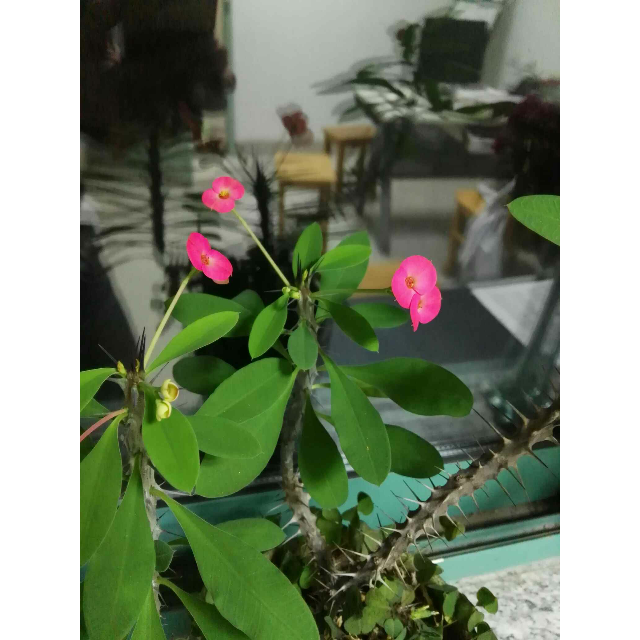 洋河蓝色经典 天之蓝52度 价格表_洋河蓝色经典有几种酒_洋河蓝色经典酒价格表大全