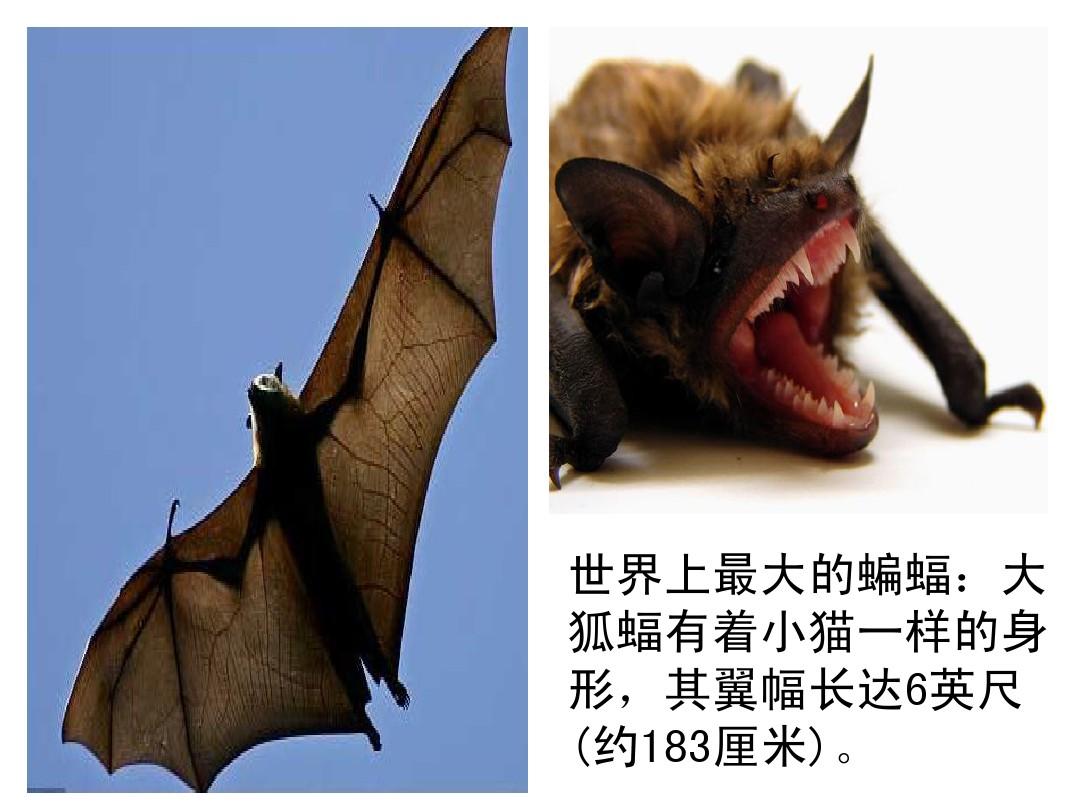 魔兽稀有蝙蝠世界怎么进_魔兽世界稀有蝙蝠_魔兽稀有蝙蝠世界怎么打