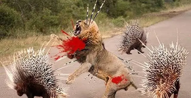 老虎和狮子祖先_狮子老虎祖先_老虎狮子的后代