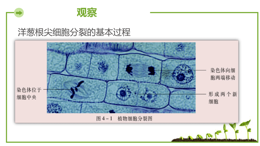 3ds 细胞分裂_3ds 细胞分裂_3ds 细胞分裂