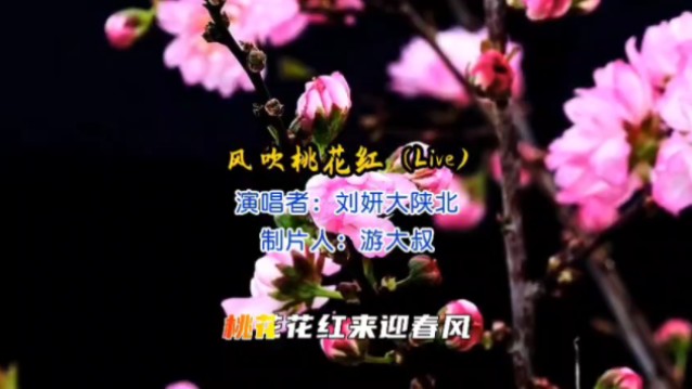 陕北歌手刘妍的歌曲_陕北歌手刘妍视频_陕北刘妍个人资料