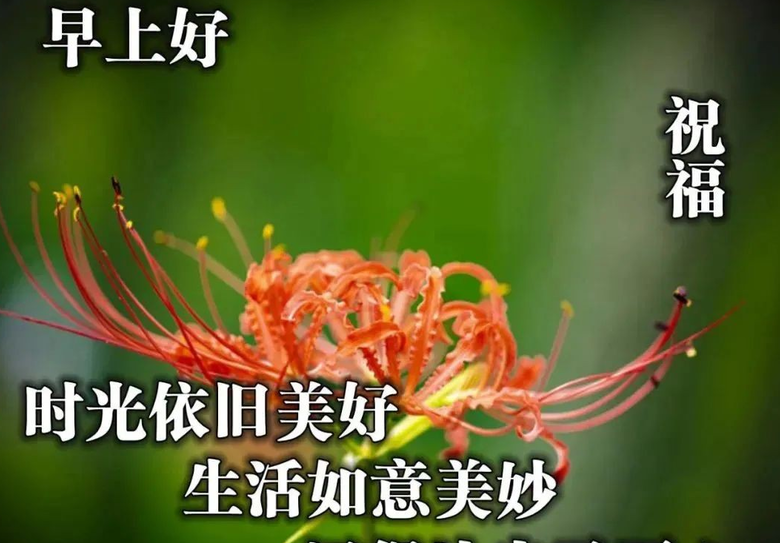 diller_diller是什么意思_diller