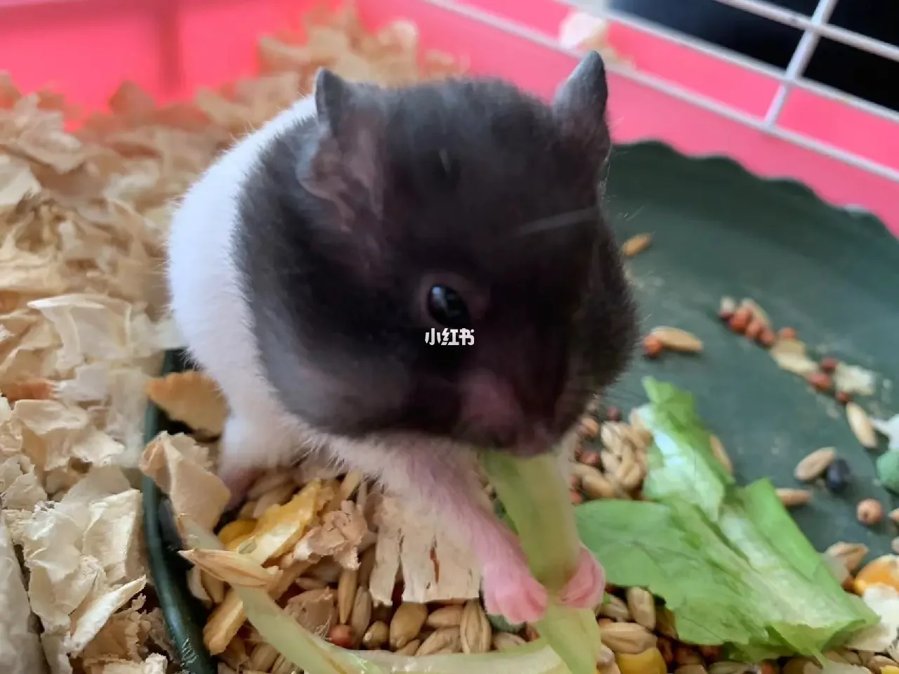 仓鼠日常生活_仓鼠日常吃什么食物_仓鼠的日常
