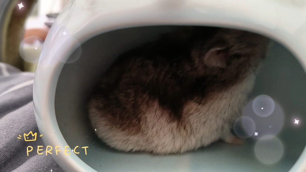 仓鼠日常吃什么食物_仓鼠的日常_仓鼠日常生活