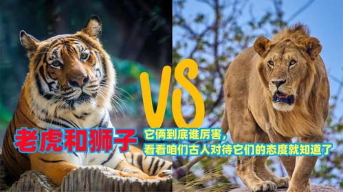 老狼老狼几点了 